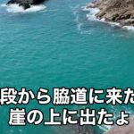 日本一周1人旅10月3日133日目#日本一周 #一人旅 #自転車 #野宿 #携帯編集 #チャリダー #四国＃ソロキャンプ#徳島県＃海亀#薬王寺＃霊場巡り＃恵比寿洞