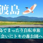 佐渡島でまったり自転車旅‼朱鷺に会いにトキの森公園へ
