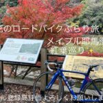 光花のロードバイクぶらり旅✨メイプル耶馬溪サイクリングロード紅葉巡り🎶