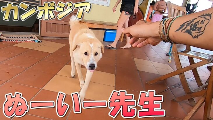 【バイク旅】カンボジアのリゾート地カンポットでラブカンポットさんとわんわんパラダイス【のびたび】アラフォーバツ2独身ノマドひとり旅暮らし