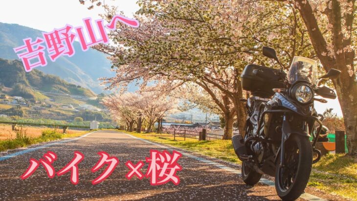 [Vストローム250]桜を見に行こう！お花見ツーリング(吉野山）