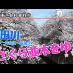 【東京自転車散歩】神田川さくら並木をゆく［文京区～豊島区～新宿区］（2022年3月）Tokyo Sakura – cherry-blossom – viewing