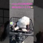 【マルチーズ】momo氏自転車旅