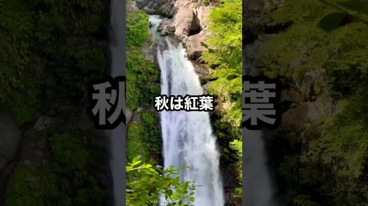 原付バイク日本一周の旅127日目-日本の滝100選の1つ秋保大滝#shorts