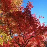 バイクで旅する～秋を色めくオクシズ梅ヶ島温泉