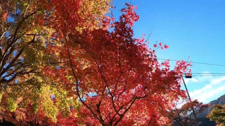 バイクで旅する～秋を色めくオクシズ梅ヶ島温泉