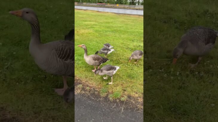 🦆アイスランド首都レイキャビク #iceland #自転車旅