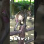 【おさるのジョージ】猿山の猿たち #日本一周 #旅 #自転車 #猿山#おさるのジョージ