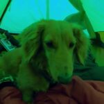 愛犬マルコとキャンプ旅行　day141   camp touring with my dog