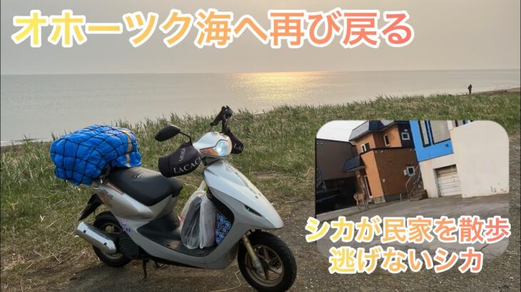 【原付Z4でのんびりと北海道一周】オホーツク海へ再び戻ります そしてシカが普通に歩いてます（逃げないシカ）