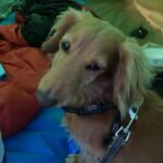 愛犬マルコとキャンプ旅行 day229 camp touring with my dog