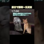 【猫ミーム】原付で7時間掛けて風俗　#猫ミーム #猫 #原付旅 #猫マニ #大学生 #shorts