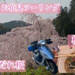 【原チャリ】千本しだれ桜ツーリング（桜そば）