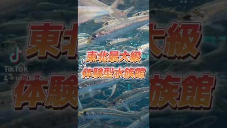 【チャリで日本縦断🚴‍♀️🇯🇵】いわきの水族館がやばい #チャリ旅 #観光 #旅 #日本一周 #グルメ #アウトドア #ひとり旅 #女子旅 #vlog #日本縦断#自転車旅#旅行#旅#福島県