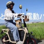 ドギー電動バイク🛵💨🐶