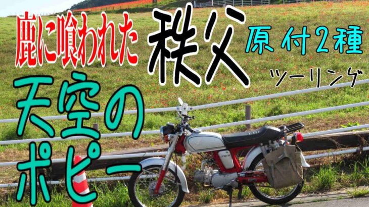 【ななまる日記】原付ツーリング　秩父の天空のポピーを見に行ったら鹿に喰われてた！？