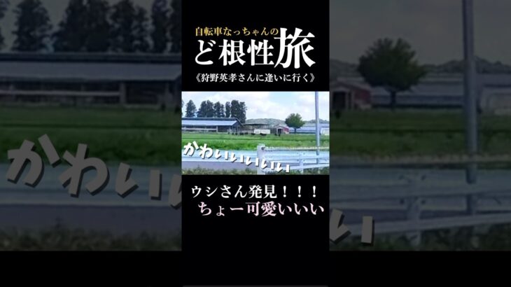 【自転車なっちゃん】旅の途中でウシさんにも会いました🐃かわちいいい🐮#ウシ #牧場