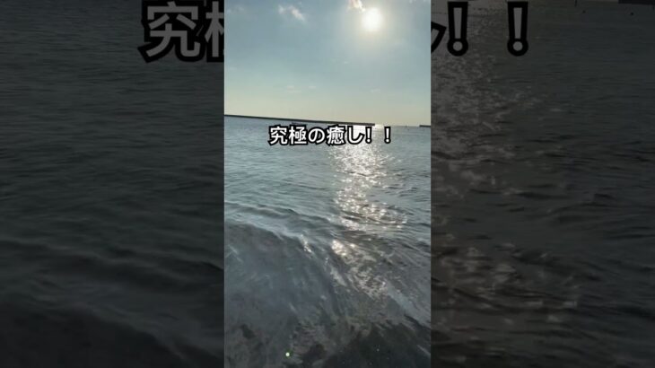 【癒しがすごい！www】#beach #自転車旅行 #夏の思い出 #自転車 #癒し動画