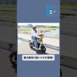 【愛犬と旅する電動バイク】みんなのEVニュース【Doggie受注開始】#shorts #ev